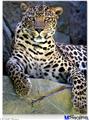 Poster 18"x24" - Leopard Cropped