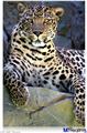 Poster 24"x36" - Leopard Cropped